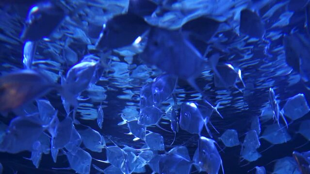 Lookdowns Fish Selene vomer School Mesmerizing Circles a species of game fish in the family Carangidae Deep Blue Background