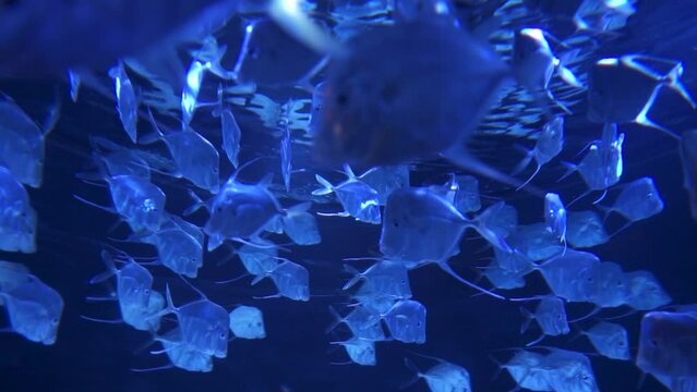Lookdowns Fish Selene vomer School Mesmerizing Circles a species of game fish in the family Carangidae Deep Blue Background