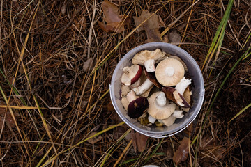 Cut mushrooms of a raw tooth in a bucket in a clearing in the forest in autumn. mushroom picking