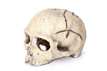 Fototapeta premium human skull toy