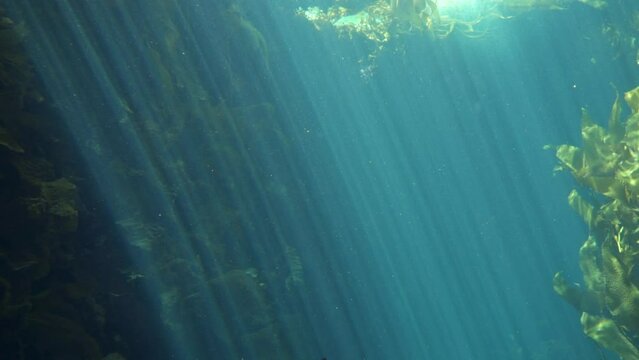 Ray of Lights in Deep Blue Ocean Sea Water with Fishes and Sharks Background
