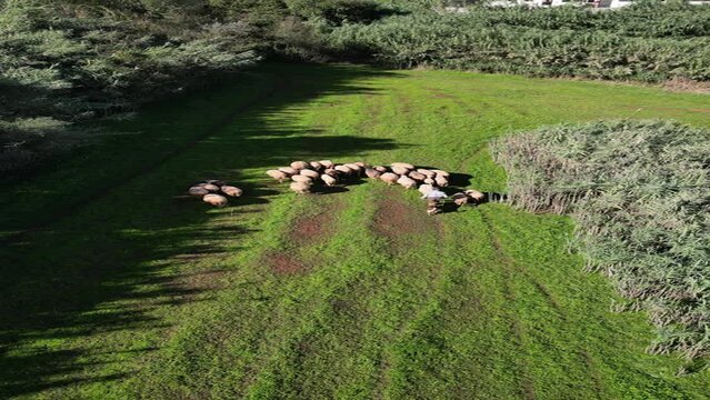 Harmony on High, Sheep Herd Grazing in the Mountains, Filmed with 4K Drone