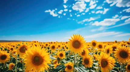 Rolgordijnen A field of sunflowers against the sky on a sunny day. harvest © Margo_Alexa
