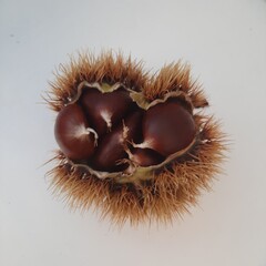 view of a ripe edible chestnut. Italian chestnut Mulruna.