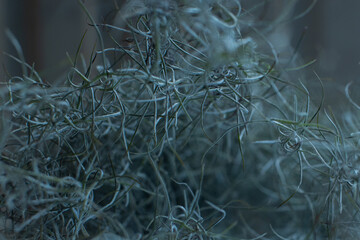 Close up of spanish moss Tillandsia usneoides, shallow depth of field