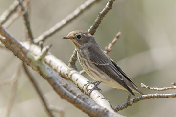 枯れて葉が落ちた木の枝にとまるエゾビタキ