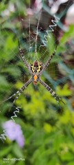 spider on a web