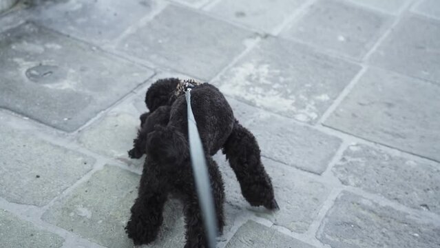 Black poodle pulls on leash