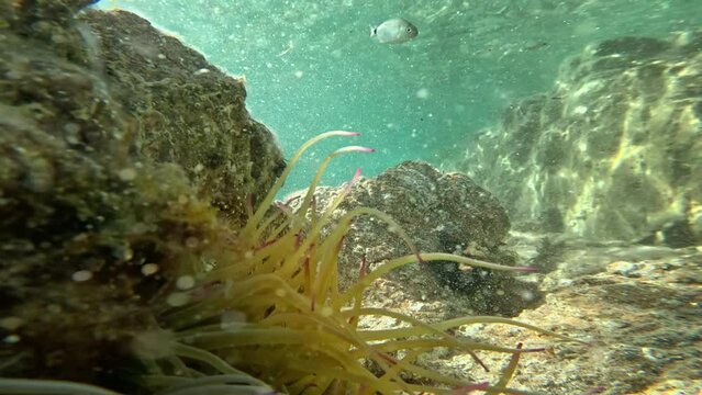 Sea anemones in green water