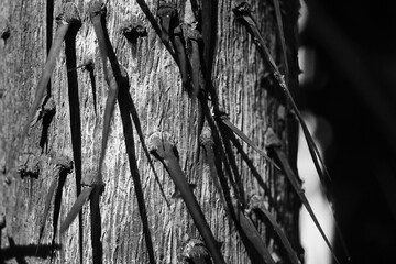 Fototapeta premium Thorny trunks of Nibong palm tree (Oncosperma tigillarium) abstract black and white shadows nibong palm tree