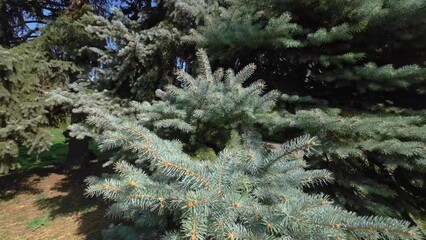 Blue spruce branches on a sunny day
