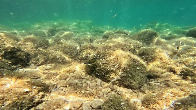 Several little fishes swim on the bottom of the colorful sea