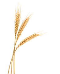 wheat ears isolated on white png image - obrazy, fototapety, plakaty