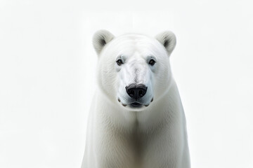 A polar bear portrait on an isolated empty white background - Generative AI - obrazy, fototapety, plakaty