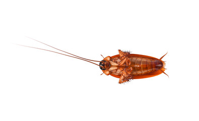 Dead cockroach on transparent png. Top view
