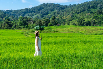 middle-aged woman wearing a white dress stood on a rice terrace in the fresh air, walking in the middle of a rice field admiring nature on a holiday morning.