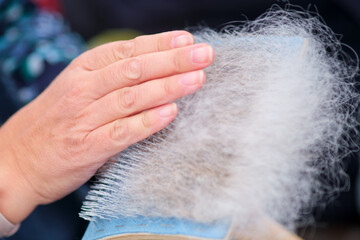 Combing animal hair with a brush for spinning woolen clothes