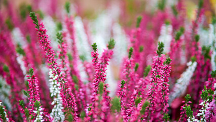 Heather gathered in a beautiful autumn bouquet of flowers