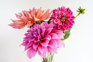 Trio of different dahlia flowers in a glass vase. White background. Pink and peach color flowers.