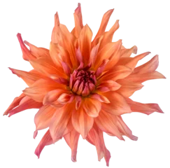 Poster Large dinnerplate dahlia flower. Belle of Barmera variety. Transparent background. © Kathy