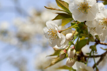 仁和寺の御室桜のクローズアップ写真