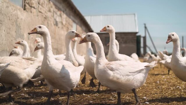 A flock of white geese. Farm . Poultry.