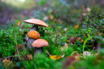 Low angle view of mushrooms growing on lush green moss in forest among ferns and tree trunks in autumn