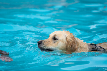 golden retriever in the pool