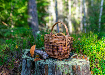 wooden basket full with mushrooms on the forest ground, mushroom picking tradition in Eastern Europe, mushroom Boletus in wicker basket