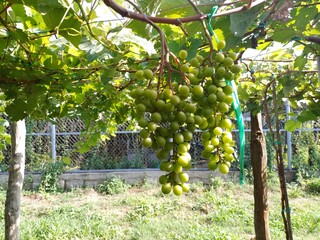 Lush bunch of green grapes on a trellis waiting to be harvested in Ninh Thuan province, Vietnam in...