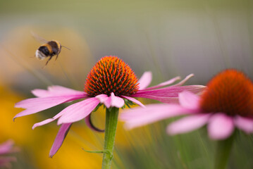 Beautiful macro echinacea with bee, bokeh, spring 