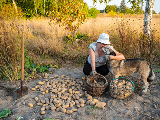 Woman harvesting potatoes.
Potatoes are grown on a personal plot. Digged out with a shovel.
