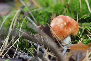 Boletaceae, mushroom forming fungi, in natural environment
