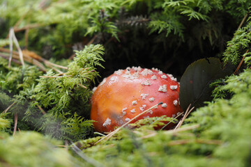 Red amanita, Fly Agaric in a natural environment