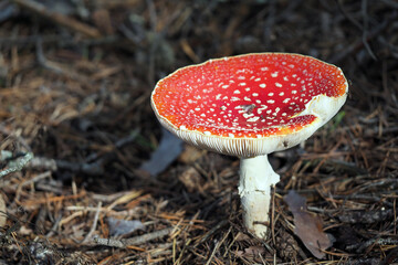 Red amanita, Fly Agaric in a natural environment