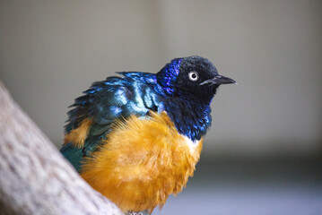 Bird on a branch close up, yellow and blue plumage