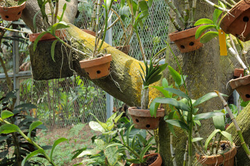 Various Dendrobium orchids growing in pots attached to a tree. Tropical orchid display.