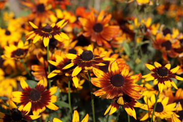 Yellow-red flowers with a black center in the autumn garden,  blooming rudbeckia flower black-eyed susan, nice background