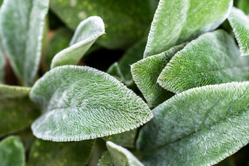 fuzzy leafs green plan with hairy leaf