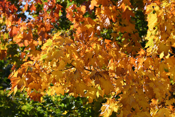 Maple branches with red and yellow leaves in autumn