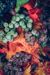 grapes colorful background - 651998599