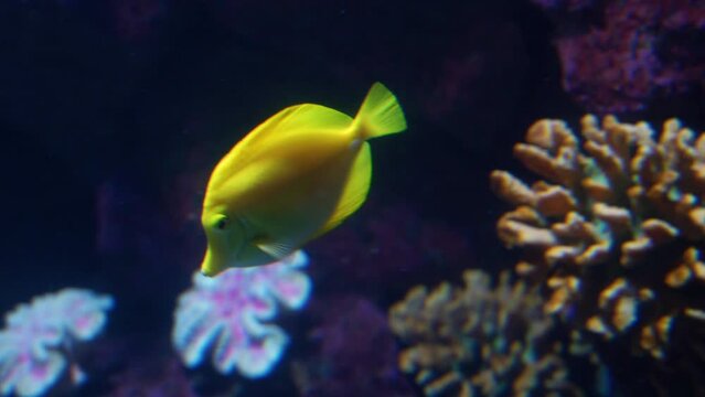 Colorful tropical fish swimming in coral reef, vibrant marine biodiversity underwater 4K