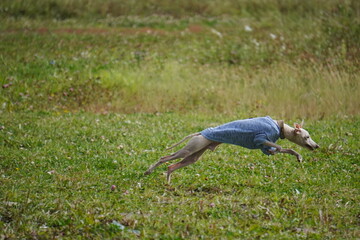 levretka, grass, nature, child, people, woman, summer, field, boy, outdoors, park, person, fun, spring, outdoor, farmer, garden, happiness, kid, meadow, rice, freedom, tree