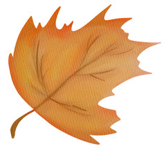 autumn maple leaf