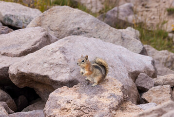 Golden Mantle Ground Squirrel 3