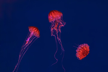 Fluorescent jellyfish swimming underwater aquarium pool with red neon light. The Japanese sea nettle chrysaora pacifica in blue water, ocean. Theriology, biodiversity, undersea life, aquatic organism