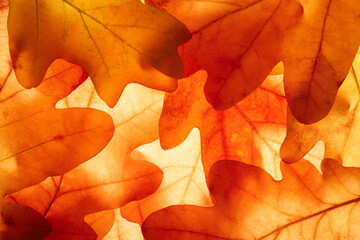 Bright background autumn season leaves close-up with backlight as a background, template or web...