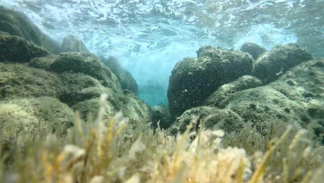 Herd of Symphodus ocellatus underwater
