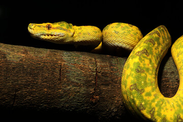 adult green tree python (Morelia viridis) from biak Island