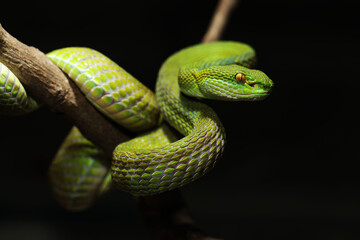 Obraz premium Adult male White-lipped pit viper (Trimeresurus albolabris) in black background